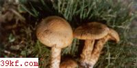 յػɡ Pholiota carbonaria (Fr.) Sing.