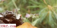 ճǻɡ Pholiota lubrica (Fr.) Sing.