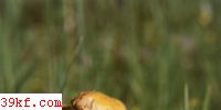 ۻɡ Pholiota squarrosa (Pers. : Fr.) Qul.