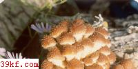 ۻɡ Pholiota sguarrosoides (Peck) Sacc.