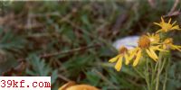 ƺֻɡ Pholiota spumosa (Fr.) Sing.
