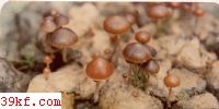 ɡ Psilocybe coprophila (Bull. : Fr.) Kummer