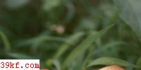 ɡ Psilocybe venenata(Imai)Imaz. et Hongo