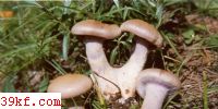 ˿Ĥ Cortinarius albovilaceus (Pers. : Fr.) Fr.