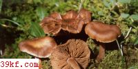 ˿Ĥ Cortinarius cinnamomeus (L. : Fr.) Fr.