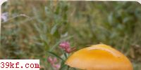 ճ˿Ĥ Cortinarius collinitus (Pers.) Fr.