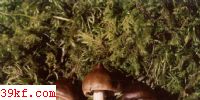 뱻ë˿Ĥ Cortinarius hemitrichus Fr.