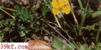Ƥ˿Ĥ Cortinarius pearsonii Orton