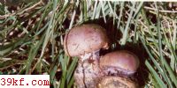˿Ĥ Cortinarius purpurascens Fr.