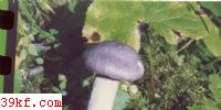 Ҷ˿Ĥ Cortinarius salor Fr.