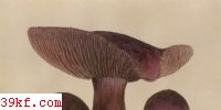 ˿Ĥ Cortinarius violaceus (L.) Fr.