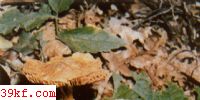 ƻɡ Descolea flavoannulata (L. Vassilieva) Horak