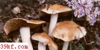 󶾻ɡ Hebeloma crustuliniforme (Bull. : Fr.) Qul.