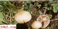 ߻ɡ Hebeloma sacchariolens Qul.