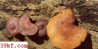 ƺ޻ɡ Hebeloma vinosophyllum Hongo