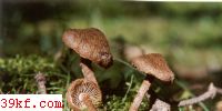 ˿ɡ Inocybe calamistrata (Fr.) Gill.