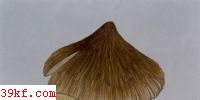 ƺ˿ɡ Inocybe flavobrunnea Wang