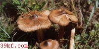 κ˿ɡ Inocybe radiata Peck