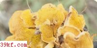 ޾ Paxillus curtisii Berk.