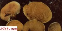 ״޾ Paxillus panuoides Fr.