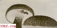 ţξ Strobilomyces confusis Sing.