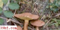 ձСţξ Boletinus cavipes (Opat.) Kalchbr.