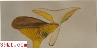 ޿׾ Phylloporus rhodoxanthus (Schw.) Bres.