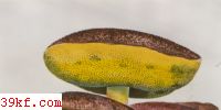 ޸ţξ Xerocomus versicolor (Rostk.) Qul.