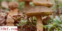 ζţξ Boletus edulis Bull. : Fr.