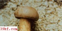Һţξ Boletus griseus Forst.