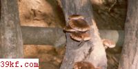 бţξ Boletus instabilis Chiu