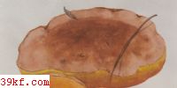 ţξ Boletus luridus Schaoff. : Fr.