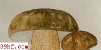 ţ Boletus reticulatus Schaeff.