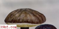 Ϻţξ Boletus violaceo-fuscus Chiu