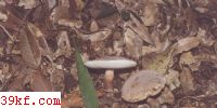 Ƿţξ Tylopilus ballouii (Peck) Sing.