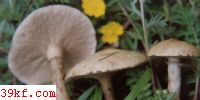 һճţξ Suillus laricinus (Berk. in Hook.) O. Kuntze