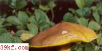 ճţξ Suillus flavidus (Fr.) Sing.