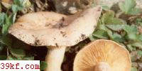 ߻̺칽 Russula chloroides var. parvispora Ramagn.