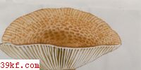 ư̹ Russula crustosa Peck