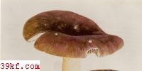 ǹ Russula cyanoxantha Schaeff. : Fr.