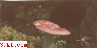 ɫ칽 Russula decolorans ( Fr.) Fr.