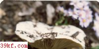 ׹ Russula delica Fr.