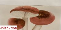 Ϻ칽 Russula depalleus (Pers.) Fr.