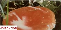 칽 Russula emetica (Schaeff. : Fr.) Pers. ex S. F. Gray