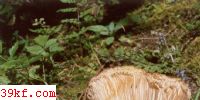 ճ̺칽 Russula furcata (Pers.) Fr.