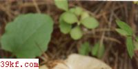 ̹ Russula galochroa Fr.