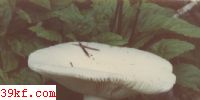 ׹ Russula lactea (Pers. : Fr.) Fr.