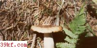 ߺ칽 Russula pectinatoides Peck