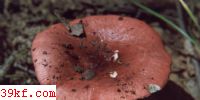 Ѫ칽 Russula sanguinea (Bull.) Fr.