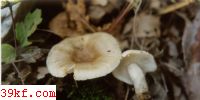 ֻƹ Russula sororia Fr.